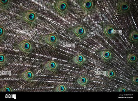 Indian peafowl Pavo cristatus también conocido como el Blue peafowl