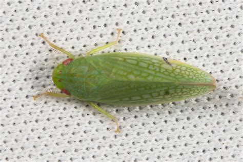 Gyponana Subgenus Gyponana DSC 0772cc Order Hemiptera Tru Flickr