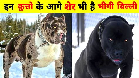 Top 5 Most Dangerous Dog Breeds In The World दुनिया के सबसे 5 खतरनाक