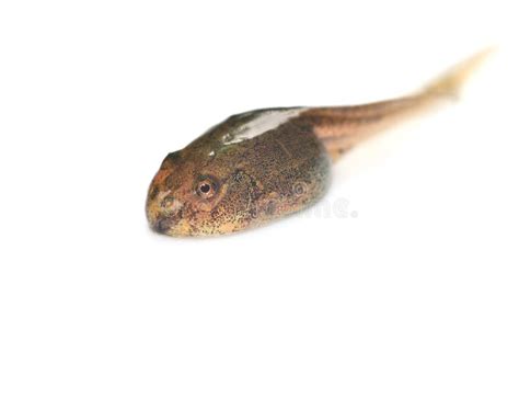 Tadpole stock photo. Image of thing, water, isolated - 45330010