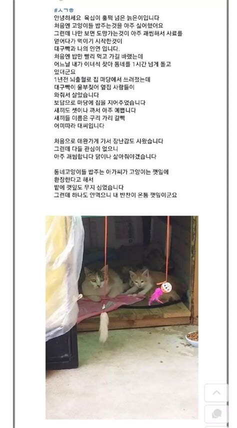 은혜갚은 고양이 유머 재미 감동 네모판