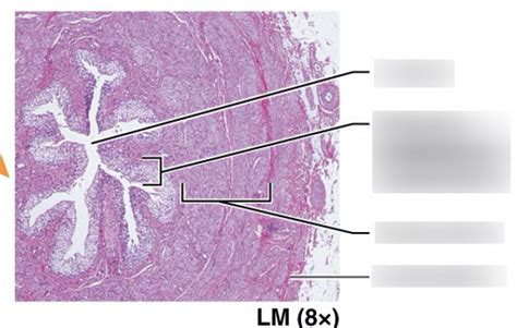 Ureter Histology Diagram Quizlet