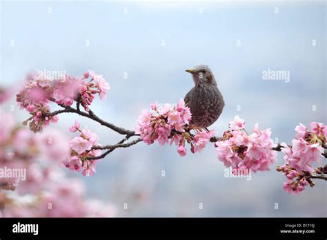 Wild bird on cherry tree branch and cherry blossoms Stock Photo - Alamy