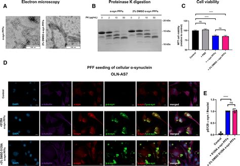 Dmso Stimulated Fibrils Resemble Naïve α Syn Fibrils And Maintain