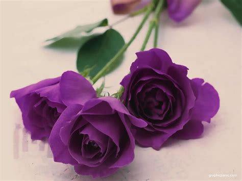 Dark Purple Rose Bush 20 or 100 Seedsrare-free Shipping-usa - Etsy