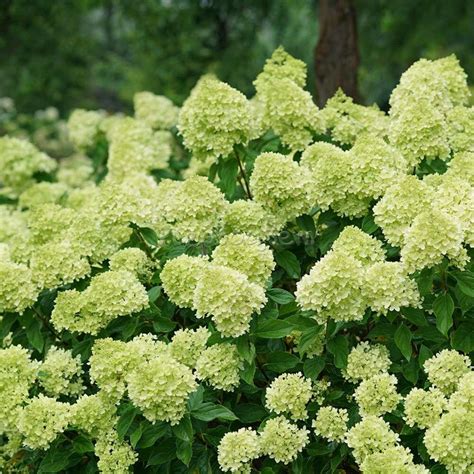Гортензия метельчатая Литтл Лайм: купить саженцы Hydrangea paniculata ...