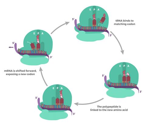 Dna Translation In Biology Chemtalk