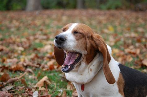 Why Do Dogs Yawn? Does It Always Mean Doggie Boredom?