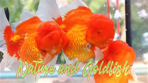 Oh My God Such Pretty Goldfish Nature And Goldfish