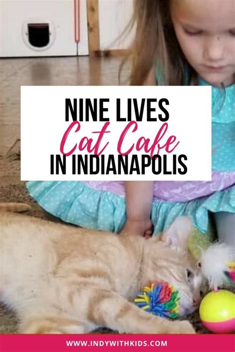 Nine Lives Cat Cafe | Indianapolis - Indy with Kids