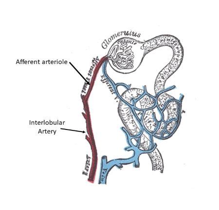 Which artery delivers blood to the afferent arteriole? a) Segmental ...