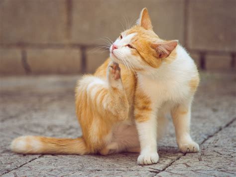 Hautprobleme bei Katzen Vorbeugen mit richtiger Ernährung