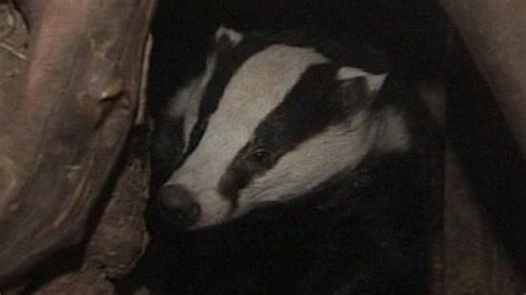 Badger baiting raids: Three arrests in Yorkshire - BBC News