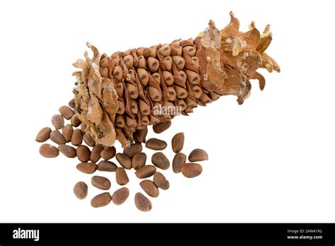 Cone Isolated Peeled Cedar Cone With Nuts Cedar Pine Nuts Cones Of A