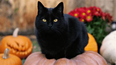 Black Cats Bad Luck Or Misunderstood Turpentine Creek Wildlife Refuge