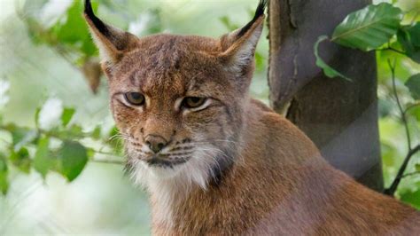 Jahre Nach Ausrottung Sachsen Wildert Wieder Luchse Aus