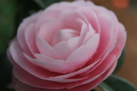 Fotograf A De Una Rosa De Castilla