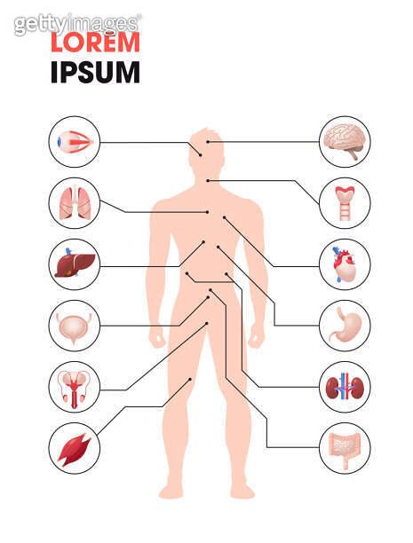 Human Body Structure Infographic Poster With Internal Organs Icons