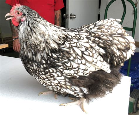 Silver Laced English Orpington Chicken Cackle Hatchery