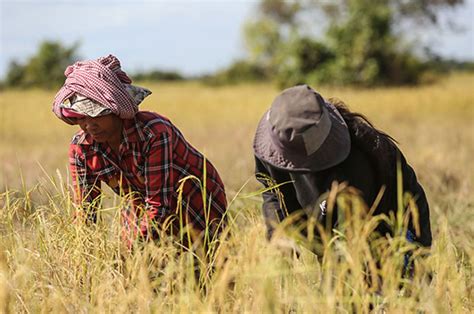 Cambodian Rice Exports Reach Record Highs B B Cambodia