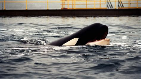 Photos Of Keiko The Orca During His Time In Oregon