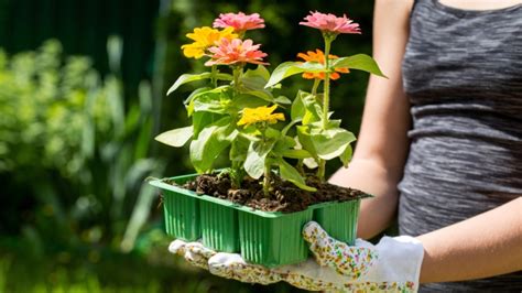 How to Grow Zinnias from Seed: A Beginner's Guide