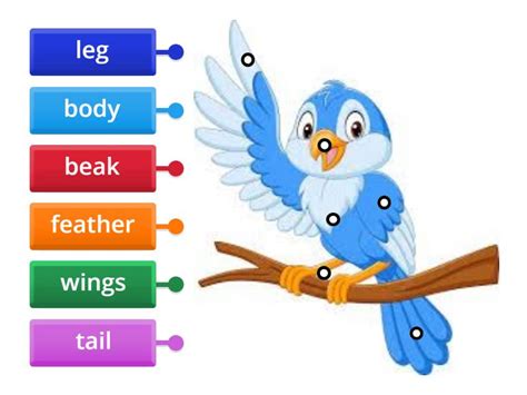 Match The Bird Body Parts Labelled Diagram