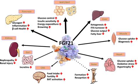 Fibroblast Growth Factor 21 Night Watch Advances And Uncertainties In