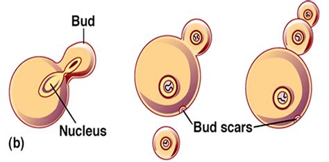 Asexual Reproduction Mr Duncans Science Classes