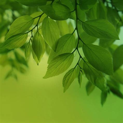 Download Green Leaves Wallpaper by P3TR1T - b8 - Free on ZEDGE™ now ...