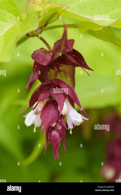 Leycesteria Formosa Himalayan Honeysuckle Caprifoliaceae Stock Photo