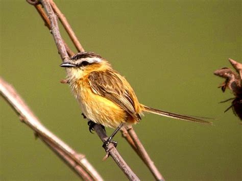 Argentina Nativa Tachurí Coludo Culicivora Caudacuta