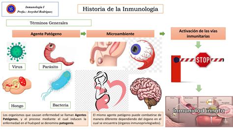 Historia De La Inmunologia Respuesta Inmunitaria Ppt Descarga Gratuita