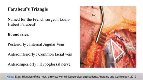 Anterior Triangles Of Neck Ppt