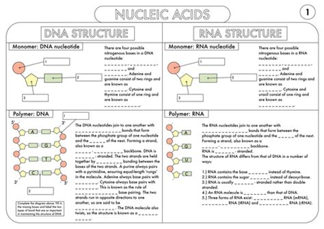 A Level Biology Worksheet Pack On Dna And Protein Synthesis By