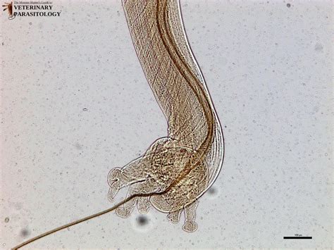 Metastrongylus Sp Roundworms Monster Hunters Guide To Veterinary Parasitology