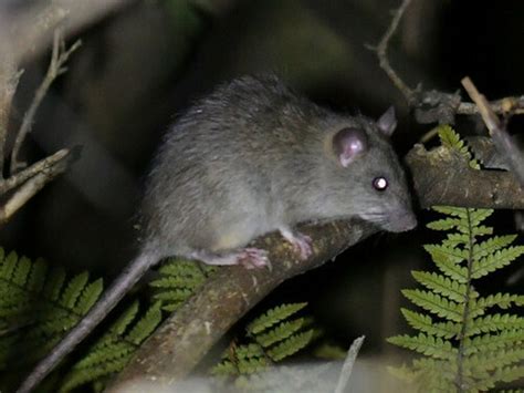 Black Rat Rat Identification In New Zealand Inaturalist Nz