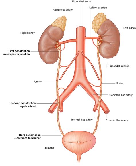 Diagram Of Ureter Anatomy Quizlet