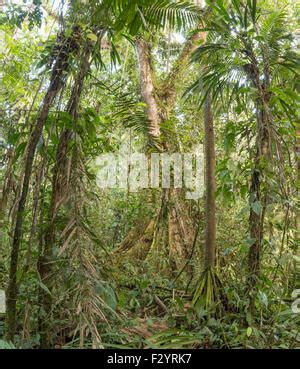 Rbol De Ceiba Gigante En La Selva Amaz Nica Con Un Ngulo Bajo Parque