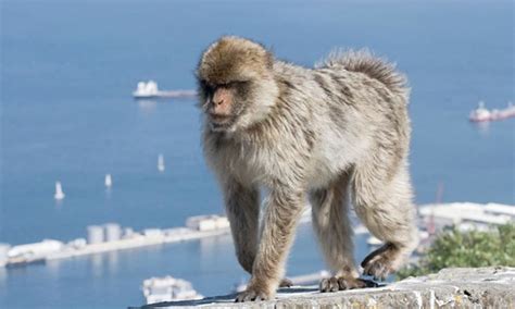 Gibraltar 10 Things You Need To Know About The Rock Rock Of