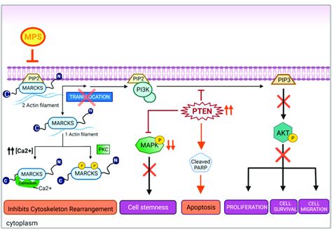 MPS Peptide Specifically Suppressed The Activation Of MARCKS And