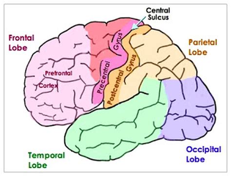 Cerebral sulcus - Definition, Functions and Pictures - Bodterms