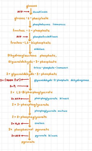 Carbohydrate Metabolism Flashcards Quizlet