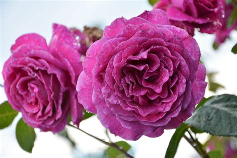 National Flower Of Spain Red Carnation | Best Flower Site