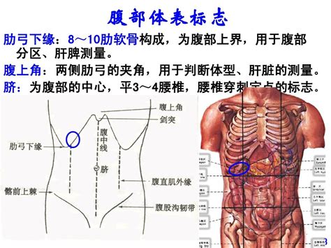 2腹部评估4word文档在线阅读与下载无忧文档