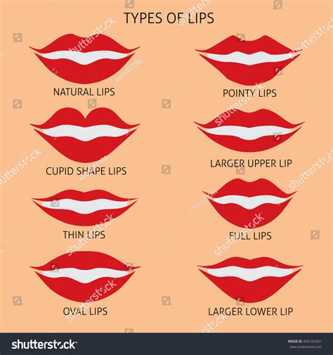 Types Woman Lips Flat Vector Illustration Stock Vector (Royalty Free) 435165391 | Shutterstock