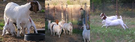 Rockin' V Boer Goats | Goats- texas college station goat breeder, raise ...