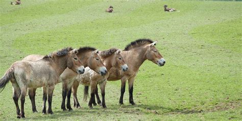 Meet the World's First Cloned Przewalski's Horse | Plants And Animals