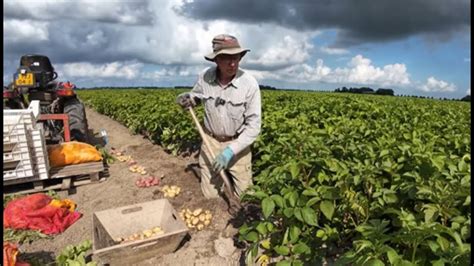 Aardappel Veredeling 215 Eerste Jaars Klonen Rooien En Selecteren