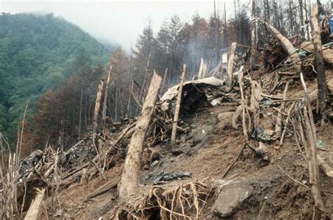 日本航空ジャンボ機の墜落事故現場のなぎ倒された樹：日航機墜落事故 写真特集：時事ドットコム